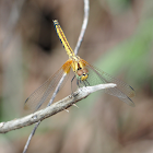 Crimson Marsh Glider (Female)