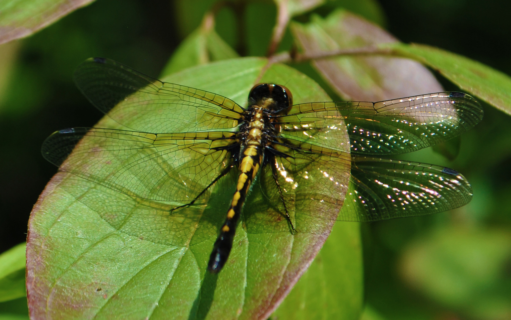 Dot-tailed Whiteface