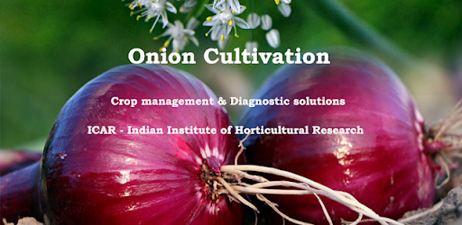 Onion Cultivation IIHR