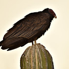 Turkey Vulture