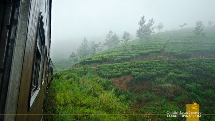 Ella to Colombo Train Tea Plantations