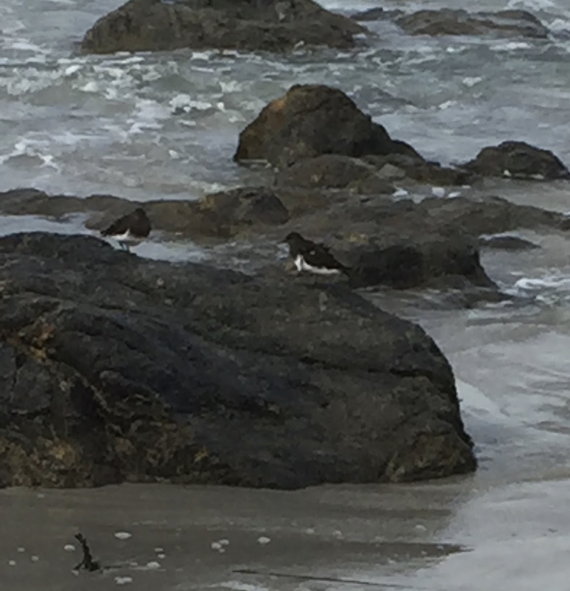 Black Turnstone