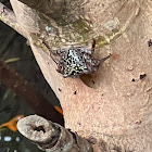 Mangrove Tree Crab