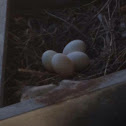 Mourning Dove & Eggs