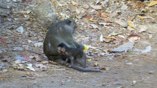 Monkey Morning in Cambodia 2016