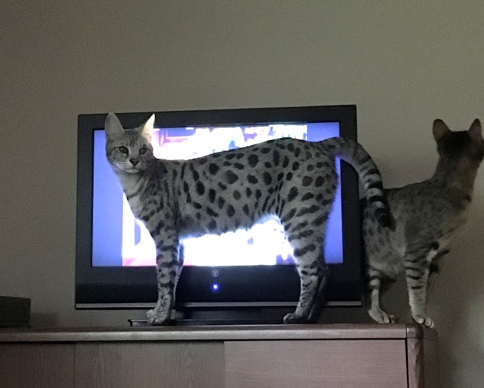 Noel blocking the TV