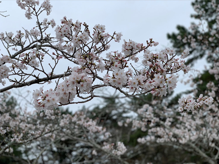 RXのレクサスRX・モデリスタ・桜シーズン開幕に関するカスタム事例の投稿画像6枚目