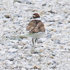 killdeer