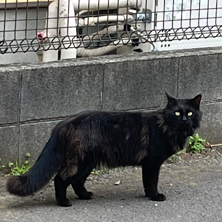 ハスラーのハスラー旧式・ハスラーMR41S・タワーバー取付・ハスラーおばさん・オレンジハスラーに関するカスタム事例の投稿画像2枚目
