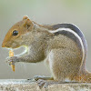 Indian palm squirrel