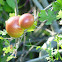 Insect Galls on Oak tree