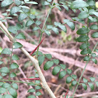 Honey Locust