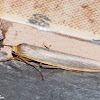 Hoary Footman