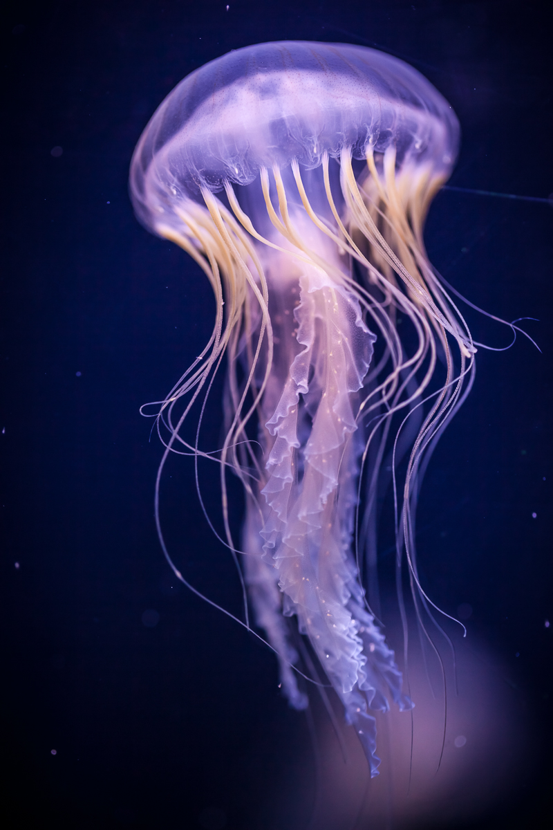 Chrysaora quinquecirrha di Dario Lo Presti