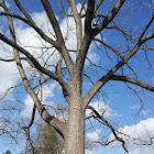 Black Walnut Tree