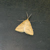 The yellow belle moth