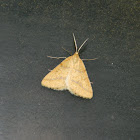 The yellow belle moth