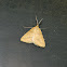 The yellow belle moth