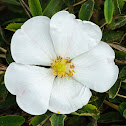 Prairie Rose