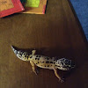 Leopard gecko