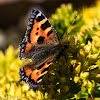 Small Tortoiseshell