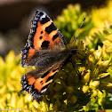 Small Tortoiseshell