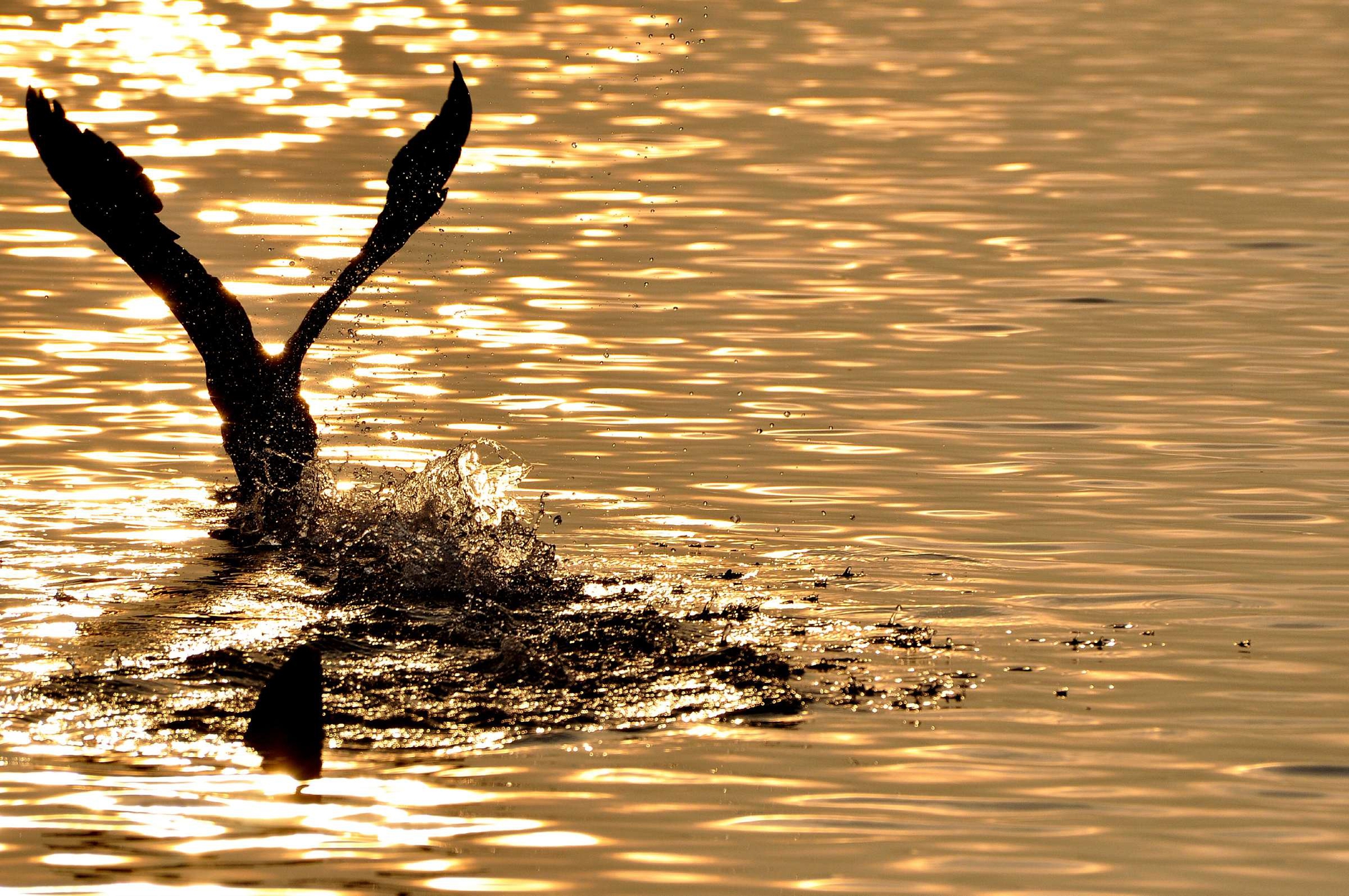 corri cormorano corri di flori