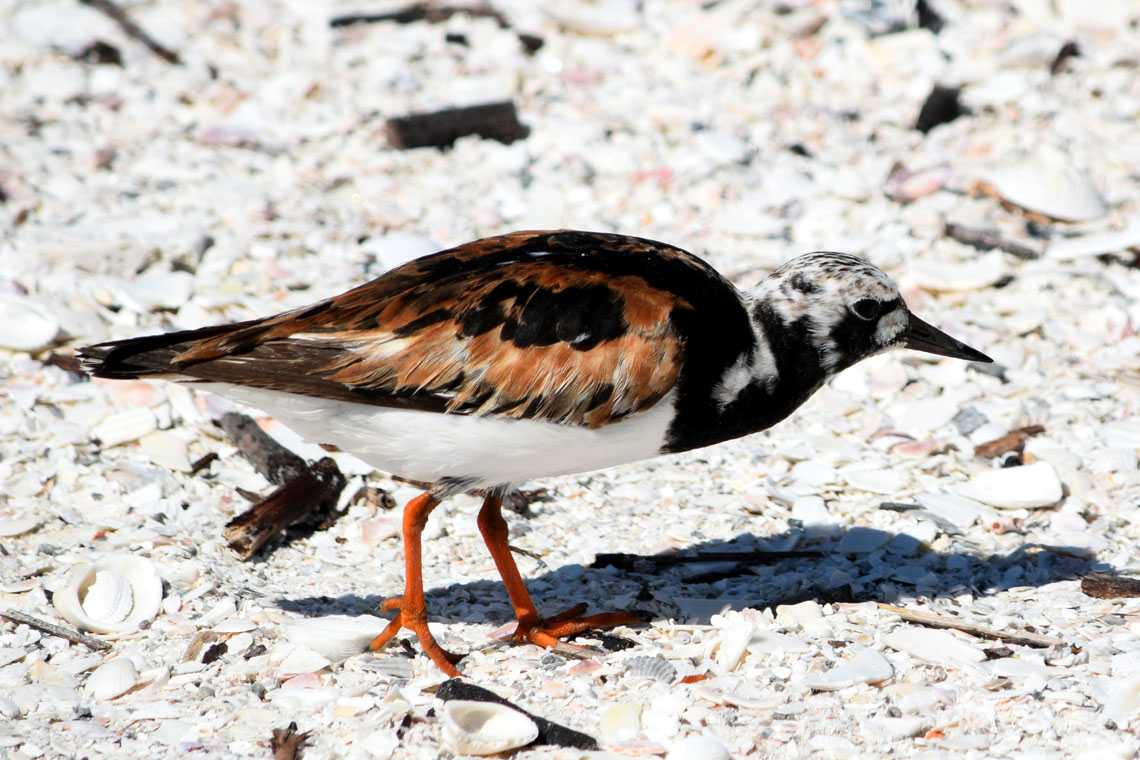 Ruddy Turnstone