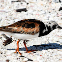 Ruddy Turnstone