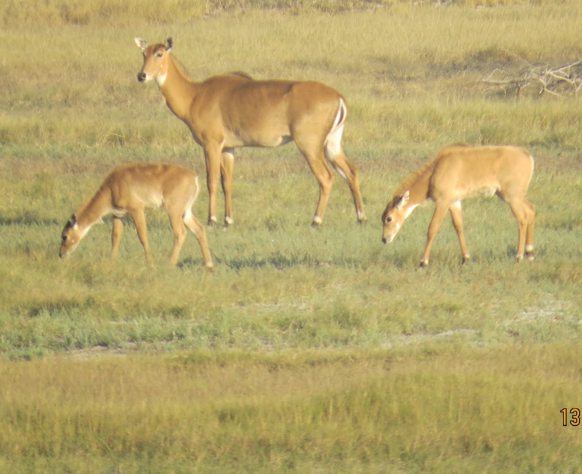 Nilgai (female)