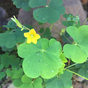 Yellow Woodsorrel