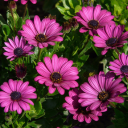 Purple chrysanthemum