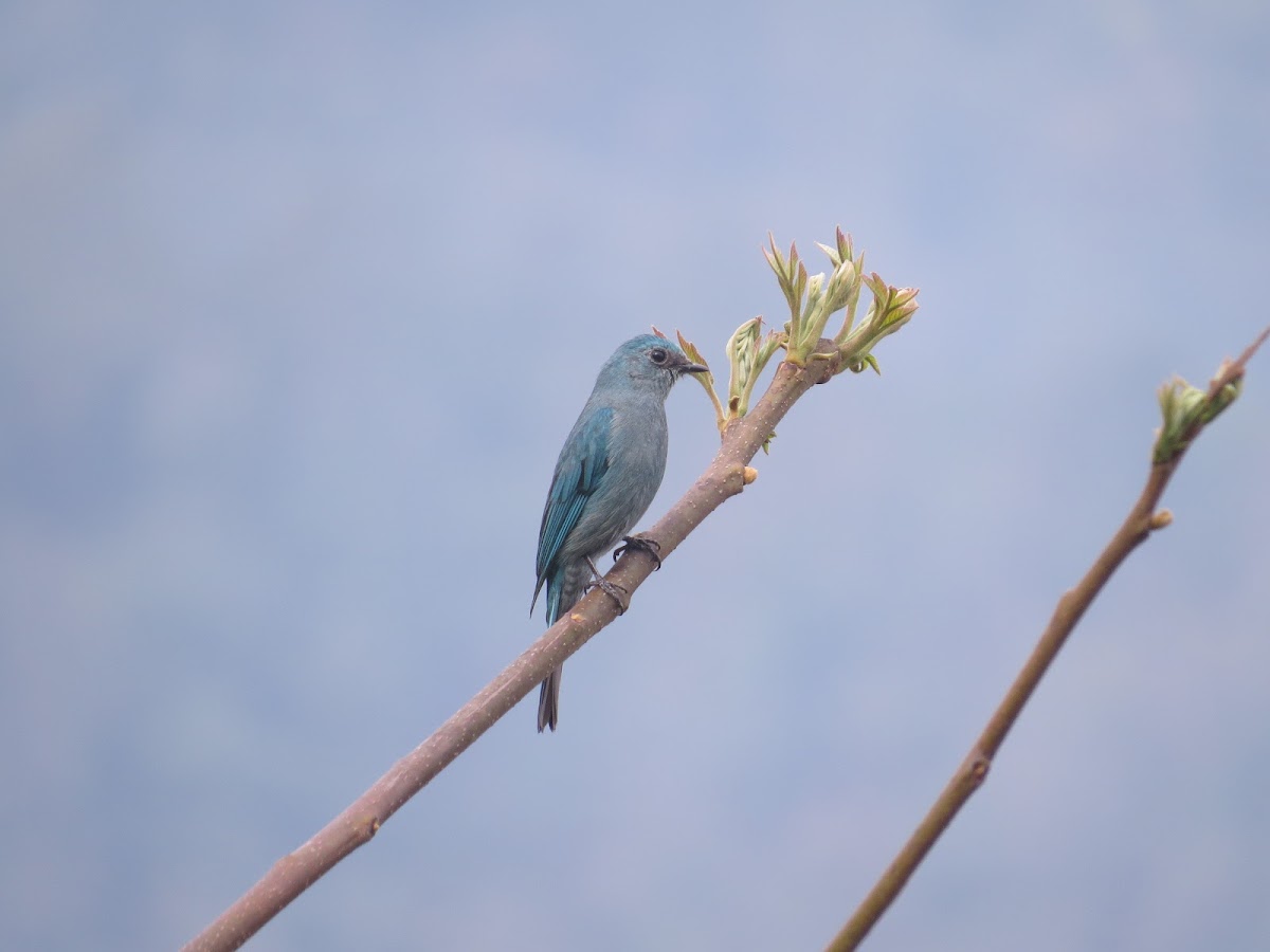 Verditer Flycatcher