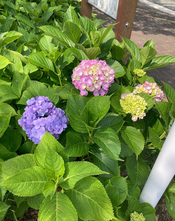 スイフトスポーツの紫陽花・高塔山・若戸大橋・一眼レフに関するカスタム事例の投稿画像5枚目