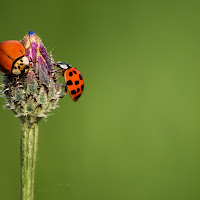 Le due coccinelle di 