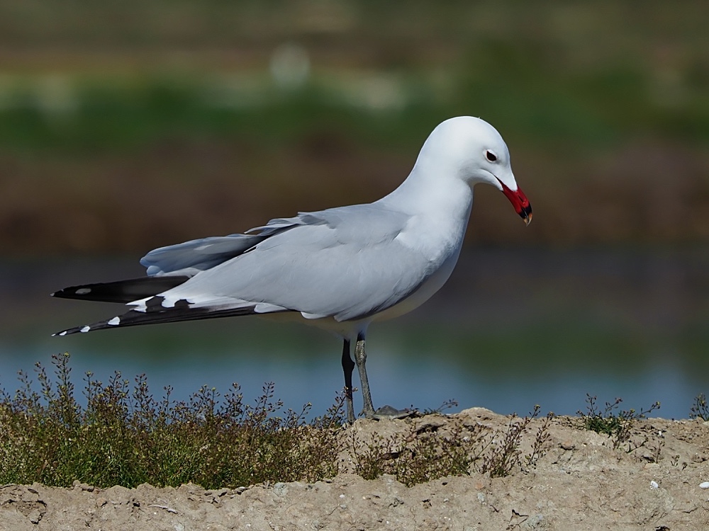 Gaviota de Audouin (Audouin's gull)