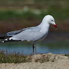 Gaviota de Audouin (Audouin's gull)