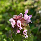 Red dead-nettle