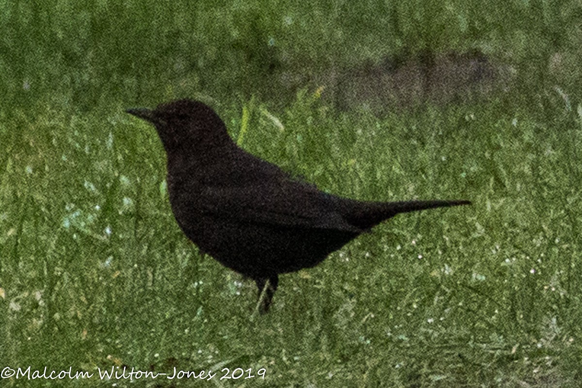 Blackbird