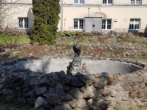 Cormorant in the University