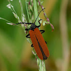 Long-nosed Lycid Beetle