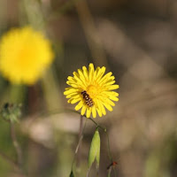 La mosca di 