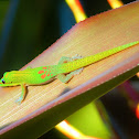 Gold Dust Day Gecko