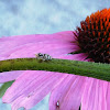 Jumping Spider (female)