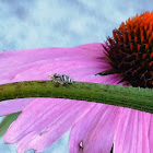 Jumping Spider (female)