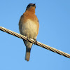 Eastern bluebird