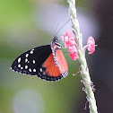 Cream-spotted Tigerwing