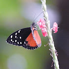 Cream-spotted Tigerwing