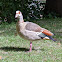 Egyptian Goose