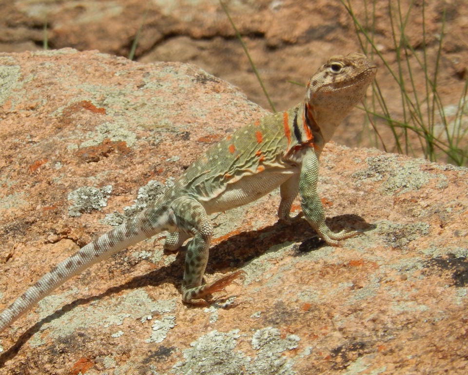 Common Collared Lizard